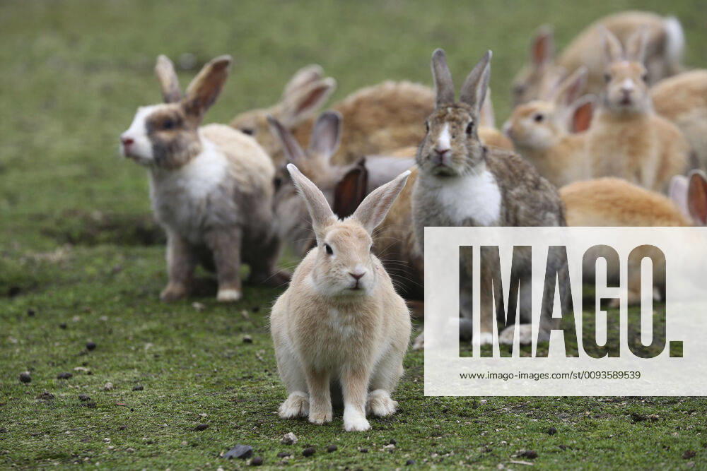 The Rabbits of Okunoshima known as Rabbit Island in Japan which roam wild on a small island with no natural predators and where dogs and cats are banned. They have grown used to tourists who they mob for food