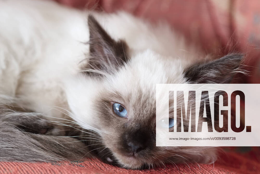 Ragdoll Kitten, Norfolk UK