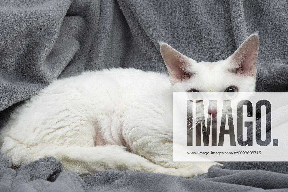 White Devon Rex cat indoors