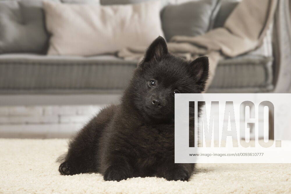 Black Schipperke puppy indoors.