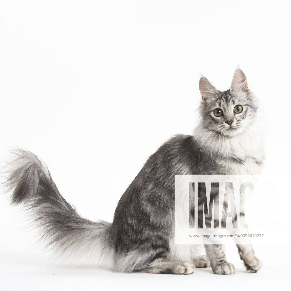 Turkish Angora Kitten in the studio