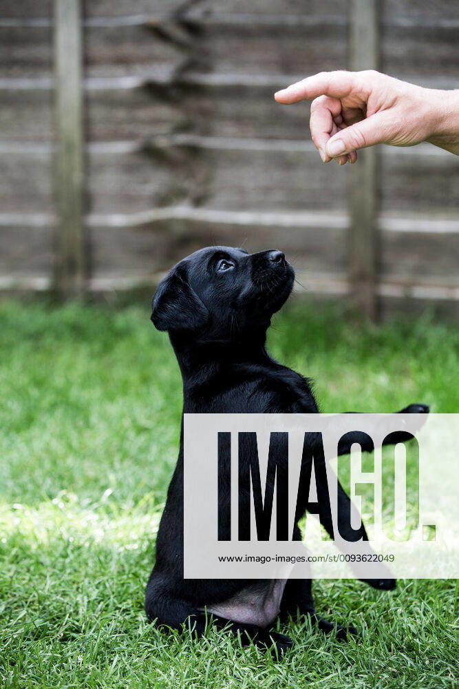 Person giving hand command to Black Labrador puppy sitting on a lawn. Person giving hand command to Black Labrador puppy sitting on a lawn. 58515