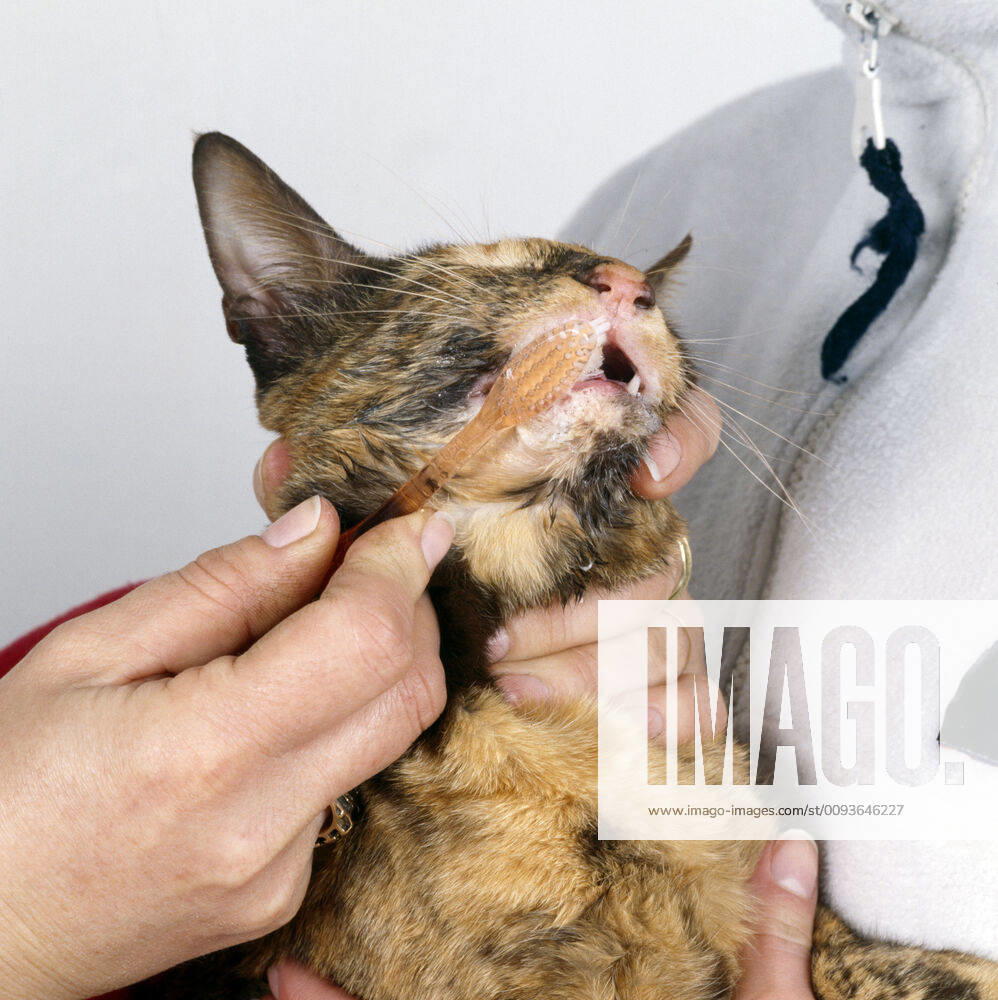 CAT - Cleaning a cat s teeth