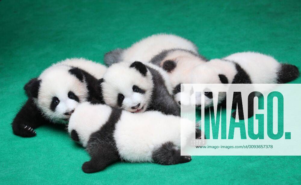 (190924) -- CHENGDU, Sept. 24, 2019 -- Photo taken on Sept. 24, 2019 shows giant panda cubs at Chengdu Research Base of Giant Panda Breeding in Chengdu, capital of southwest China s Sichuan Province. A total of seven giant panda cubs born in the base in 2019 met the public here Tuesday. ) CHINA-CHENGDU-GIANT PANDA-CUBS (CN) JiangxHongjing