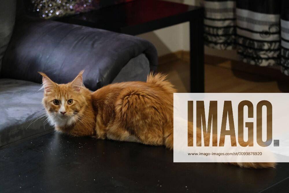 Nature, Animals, Maine Coon Cat English coon by raccoon Coon, also called American Forest Cat