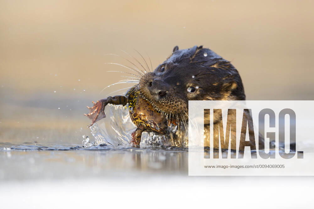 Otter (lutra lutra) feeding on Common frog (Rana temporaria) it just caught from river. Southern Estonia, January. 1519127 SvenxZacek