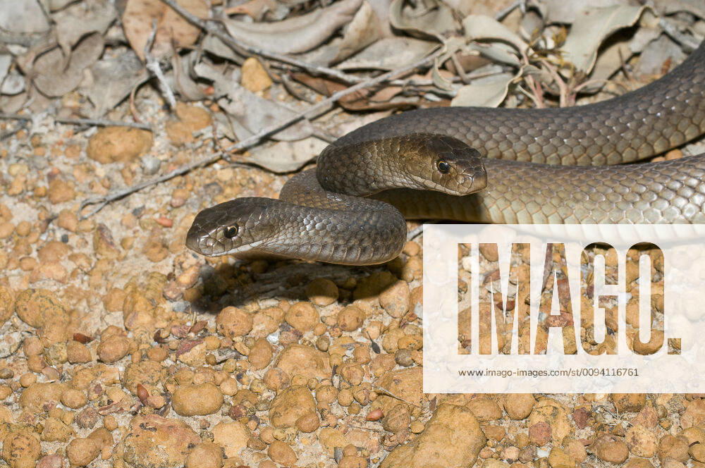 Two Dugite snakes (Pseudonaja affinis) fighting, territorial dispute, Frankland National Park, Western Australia, November. 1539124 JirixLochman