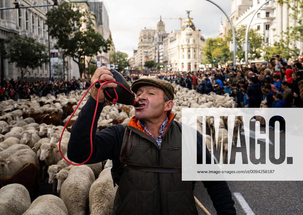A shepherd guides the flock of sheep during the Fiesta de la Transhumancia-Festival of Transhumance . The festival was started in 1994 to recognize drover s road as public and a unique heritage in the world. October 20,2019. (2019102006)