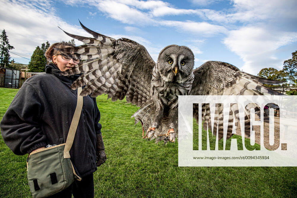 Bilder des Jahres 2019, News 10 Oktober October 23, 2019, Bedale, North Yorkshire, United Kingdom: Picture Shows: A Great Grey Owl called Freya at the Thorp Perow.........Autumn Colours at Thorp Perrow Arboretum Near Bedale North Yorkshire. People explore the beautiful woodland Garden that was created in the 1930 s the garden attracts visitors from all over the UK and Europe ..Explore acres of stunning woodland, run wild and free in our adventure play area or meet exotic birds and animals, no two visits to Thorp Perrow Arboretum are the same!..Covering 100 acres, Thorp Perrow Arboretum boasts one of the largest collections of shrubs and trees in the North of England, including 5 National Collections. The Bird of Prey and Mammal Centre offers fascinating flying demonstrations and the chance to meet mammals such as meerkats, wallabies, pygmy goats and Shetland sheep...The packed - ZUMAc218 20191023_zia_c218_042