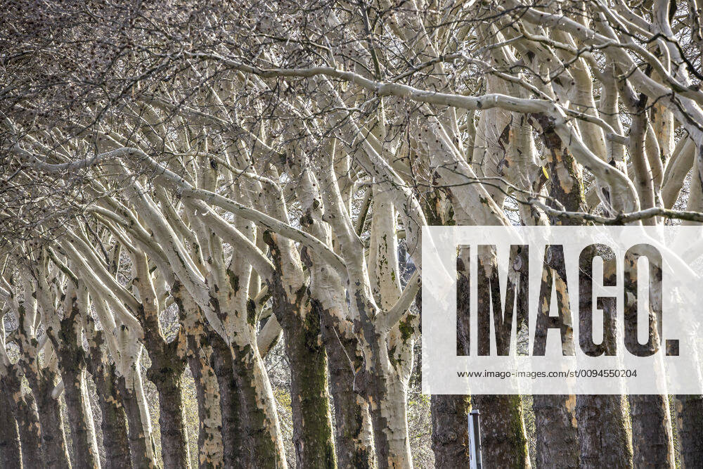Bare trees, avenue, plane trees, bark chipped,