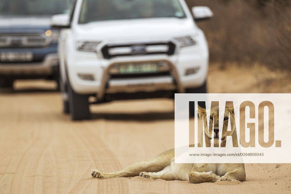 Lioness Panthera leo , female rests on road, behind her off-road vehicle with tourists on a safari, Kalahari Desert, Kgalagadi Transfrontier Park, South Africa