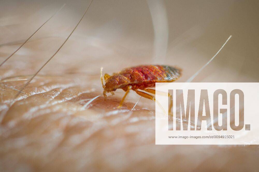 Bed Bug Cimex lectularius eats on human skin, Spain, Europe