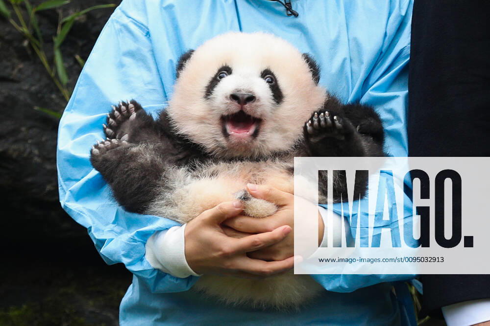 (191114) -- BRUGELETTE, Nov. 14, 2019 -- A zookeeper holds the panda Bao Di at the Pairi Daiza zoo in Brugelette, Belgium, Nov. 14, 2019. The giant panda twins who were given birth in August by giant panda Hao Hao, were given official names on their 100-day celebration on Thursday. The male cub was named as Bao Di and the female cub was named as Bao Mei . Hao Hao was loaned by the Chinese government to Belgium in 2014. The pair of giant panda cubs were the second and third cubs born in the Pairi Daiza zoo, following the June 2016 birth of Tian Bao, the first giant panda ever born in the European country. ) BELGIUM-BRUGELETTE-PAIRI DAIZA-ZOO-PANDA TWINS-OFFICIAL NAME ZhengxHuansong