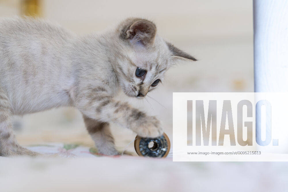 Close-up of cute kitten playing with toy on bed at home AFVF03966