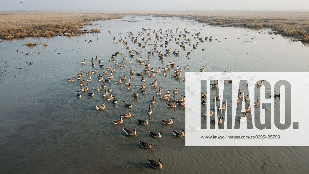 (191207) -- CHIZHOU, Dec. 7, 2019 -- Aerial photo taken on Dec. 7, 2019 shows migrant birds at Shengjin Lake in Chizhou, east China s Anhui Province. ) CHINA-ANHUI-SHENGJIN LAKE-MIGRANT BIRDS (CN) ZhangxDuan