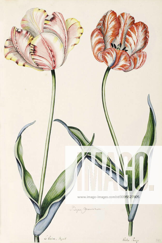 BOTANIQUE XVIIIth s Tulips Botanical Plank from Andreas Friedrich HAPPEs book 1733 1802 Conspectus praecipuarum plantarum, original edition of 1790 94 18th, 18th, 18th s Credit Collection privee, MIGNY KHARBINE TAPABOR KH146131