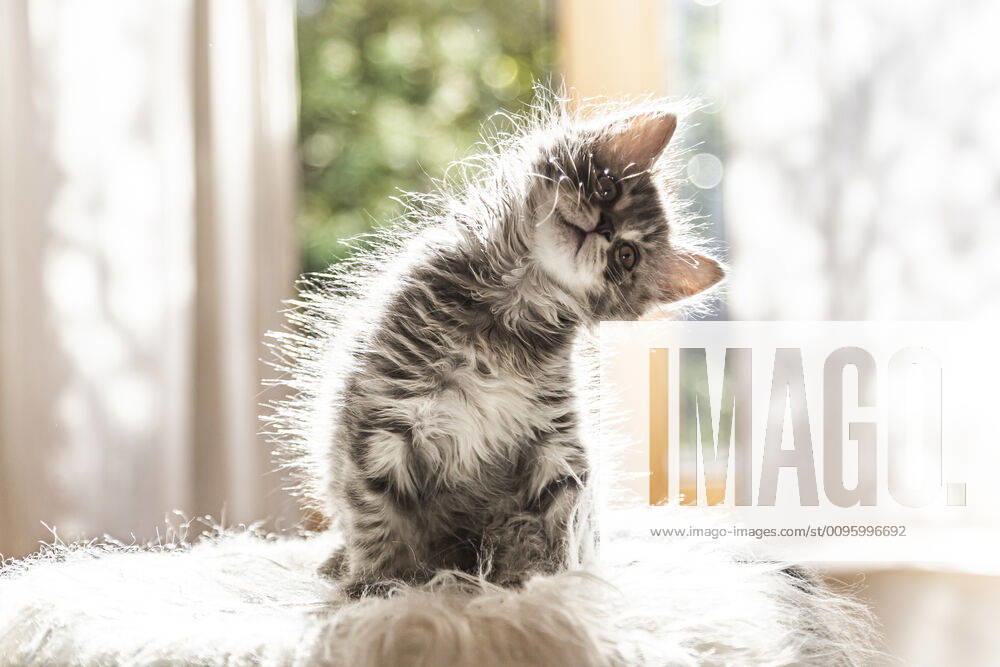 Portrait of cute fluffy kitten tilting head property released SARF04404