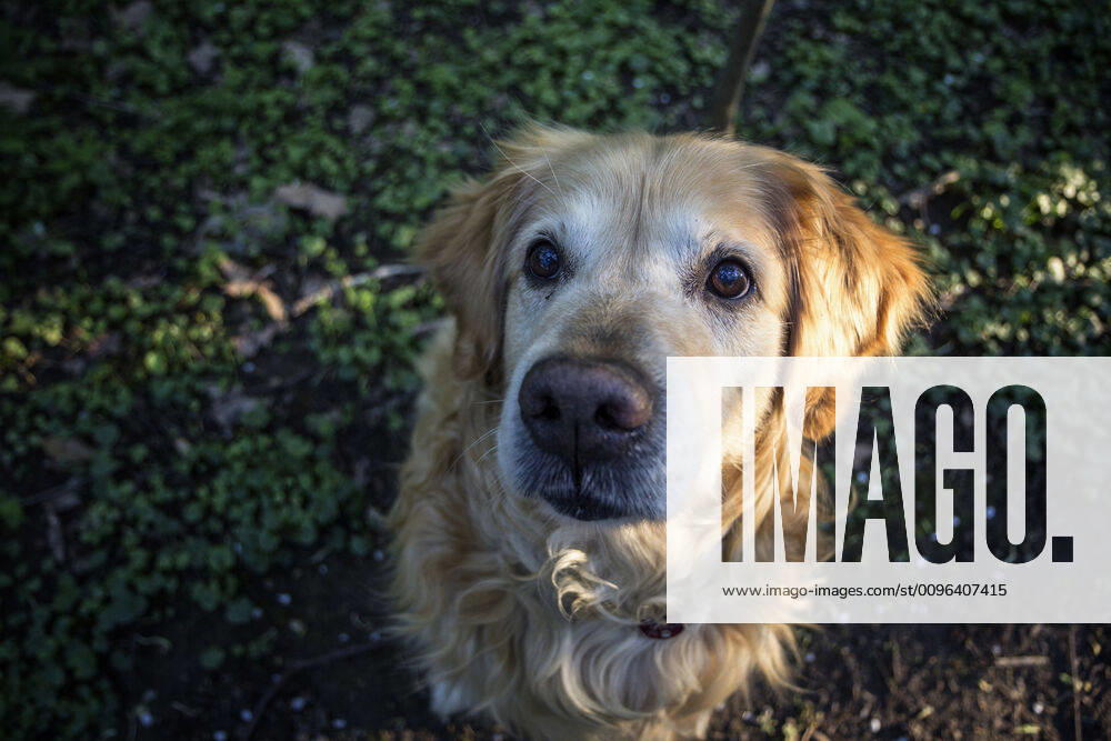 Germany, Bavaria, Munich, Portrait of Golden Retriever sitting outdoors and looking at camera MAMF00958