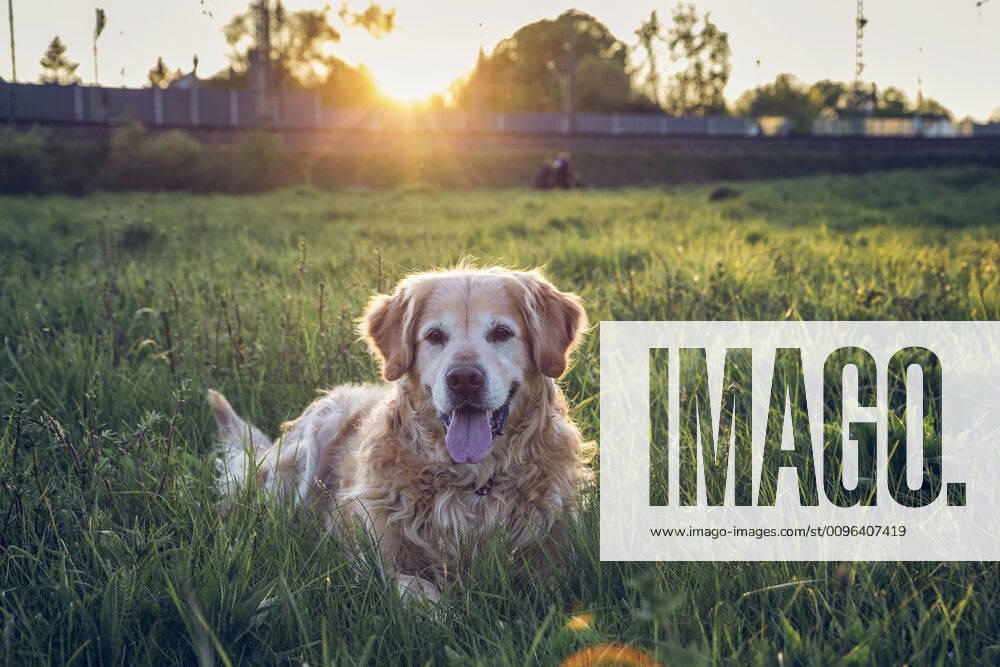 Germany, Bavaria, Munich, Portrait of Golden Retriever lying in meadow at sunset MAMF00962