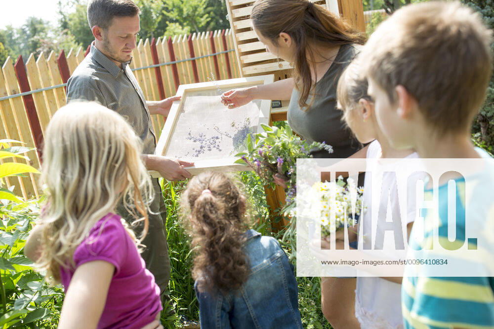 School children learning about herbs in nature studies model released Symbolfoto WESTF24417