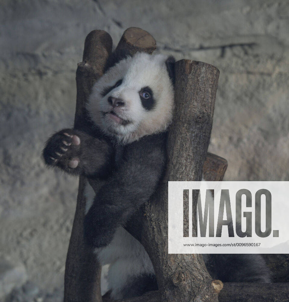 The second day that the panda twins Meng Xiang and Meng Yuan aka Pit and Paule with their mother Meng Meng can be seen here A young animal is practicing climbing