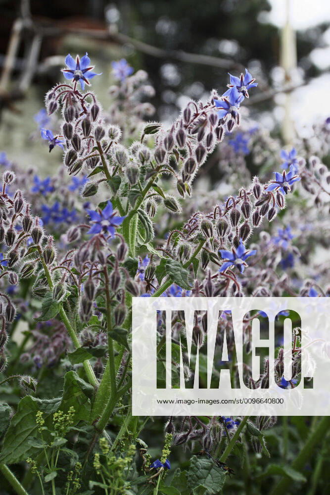 ITALY, Lazio, countryside, borage plant and flowers ITALY, Lazio, countryside, borage plant and flowers
