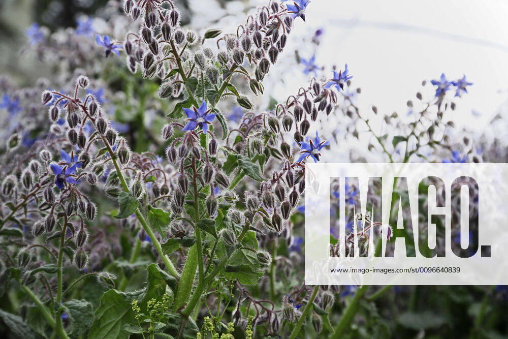 ITALY, Lazio, countryside, borage plant and flowers ITALY, Lazio, countryside, borage plant and flowers
