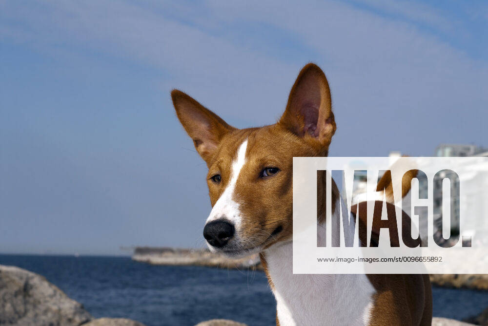 Basenji Dog portrait of Basenji dog isolated on white background