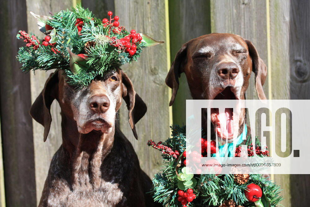 Christmas Pointers Two German shorthaired pointer sisters, dressed for Christmas