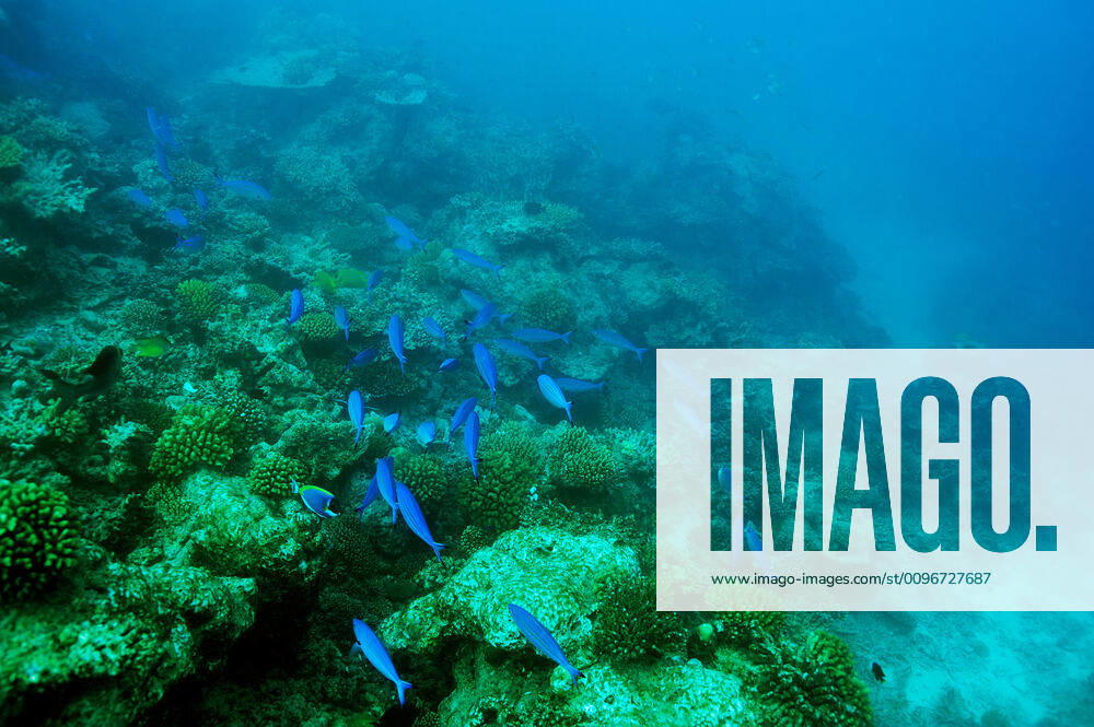 Coral reef at Maldives Coral reef at South Ari Atoll, Maldives