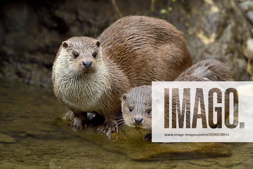 Otter Lutra lutra , female with young animal sitting on stone on the bank of a pond, Captive, Switzerland, Europe