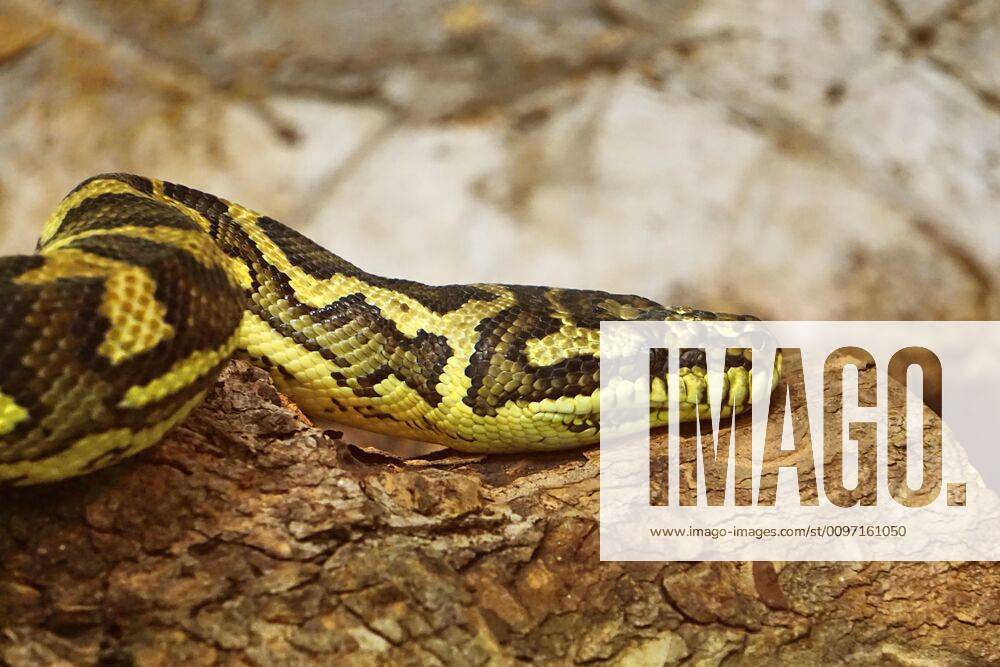 Young Anaconda Eunectes murinus 1053701019