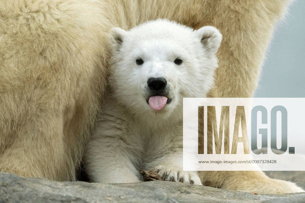 (200227) -- VIENNA, Feb. 27, 2020 -- Finja, a polar bear baby, is seen at the Schonbrunn Zoo in Vienna, Austria, Feb. 22, 2020. On Thursday, which was the International Polar Bear Day, the Schonbrunn Zoo announced the name of female polar bear cub, Finja, who was born on Nov. 9, 2019. (Photo by Daniel Zupanc Xinhua) AUSTRIA-VIENNA-POLAR BEAR DAY-CUB GuoxChen