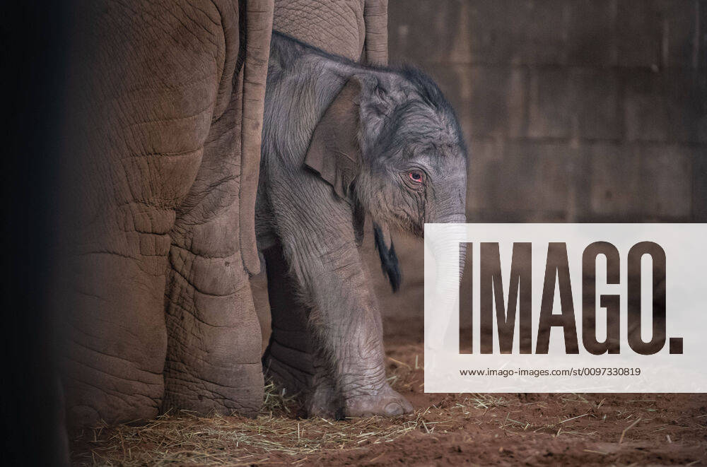 A rare Asian elephant has been born at Chester Zoo...The healthy female calf arrived to 15-year-old mum Sundara Hi Way following a 22-month gestation, with the birth caught on the zooÃ¢â‚¬â ¢s CCTV cameras...Elephant experts at the zoo Ã¢â‚¬ who monitored the birth remotely Ã¢â‚¬ say both mum and calf are doing Ã¢â‚¬oeever so well.Ã¢â‚¬Â..The new calf was welcomed by the rest of the family herd, including one-year-old half-brother Anjan, who experienced a birth for the first time, and three-year-old sister, Indali...Katie Morrison, Assistant team Manager of Elephants at the zoo, described the Ã¢â‚¬oewonderfulÃ¢â‚¬Â birth as a Ã¢â‚¬oegreat learning experience for the family herd.Ã¢â‚¬Â..She said:..Ã¢â‚¬oeA birth is a wonderful, positive social event for the elephants and is always a grea - ZUMAc218 20200227_zia_c218_034