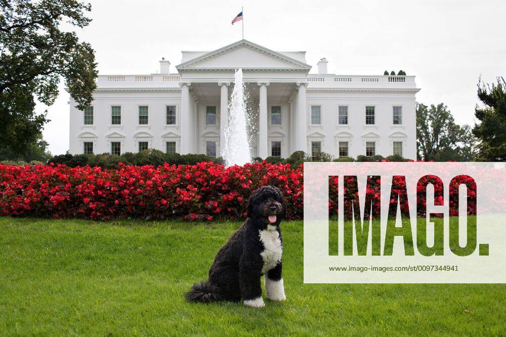 Bo, the Obama family dog, on the North Lawn of the White House, Sept. 28, 2012. (BSLOC_2015_3_41) For usage credit please use; The White House PUBLICATIONXNOTxINxCANxCHNxFRAxITAxJPNxNORxPOLxRUSxESPxUKxUSA