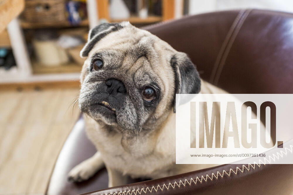 Portrait of pug sitting in armchair property released SIPF02132