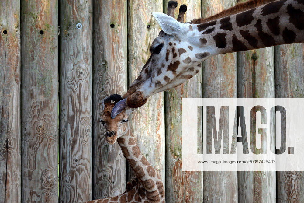 A three weeks old baby Rothschild s giraffe is seen in the in the Africa enclosure at Liberec Zoo in the Czech Republic...A male calf born on February 2, 2020. The Rothschild s giraffe is easily distinguishable from other subspecies. The most obvious sign is in the coloring of the coat or pelt. Liberec Czech Republic - ZUMAr156 20200301_zap_r156_001