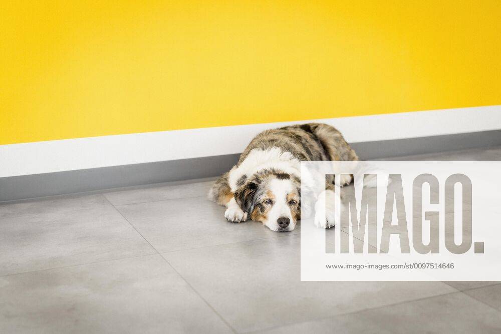 Tired dog sleeping by yellow wall , Germany Berlin Berlin