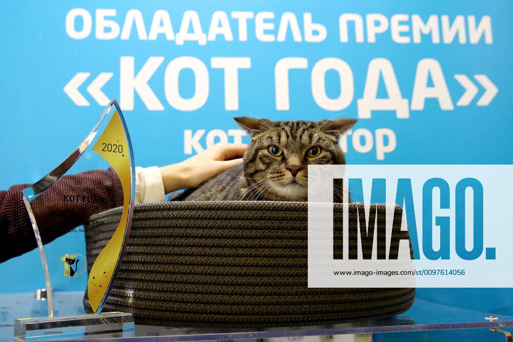 Viktor the Cat, that received the Cat of the Year 2020 prize, at the 2020 Catsburg international cat show at the Crocus Expo exhibition and trade center in Krasnogorsk. Vyacheslav Prokofyev TASS TS0D1283