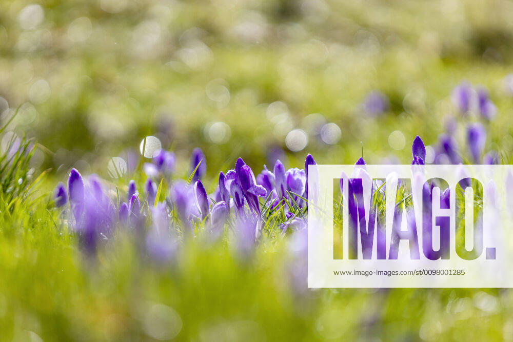 DEU, Germany, Baden Württemberg, Bad Teinach Zavelstein 14 03 2020 Sea of flowers in the Zavelstein crocus meadows The nature reserve is regarded as a landmark of the town of Bad Teinach Zavelstein According to the town, up to 1.6 million flowers bloom every year in the meadows around the town, mostly purple but sometimes also white According to the town, t