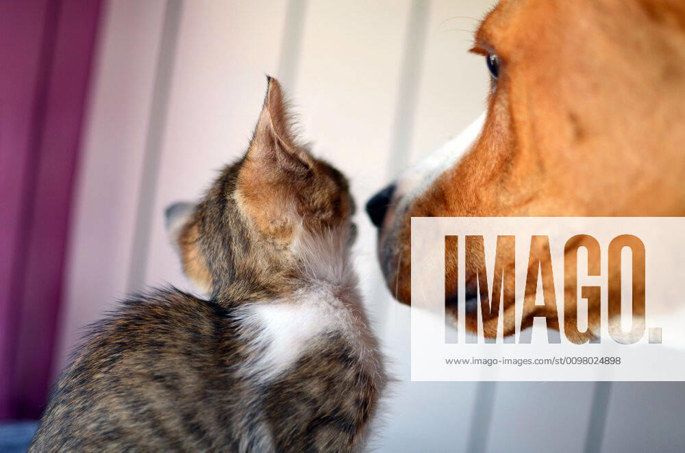 Two months old Kitten and two years old dog interact at home Madrid Madrid Spain