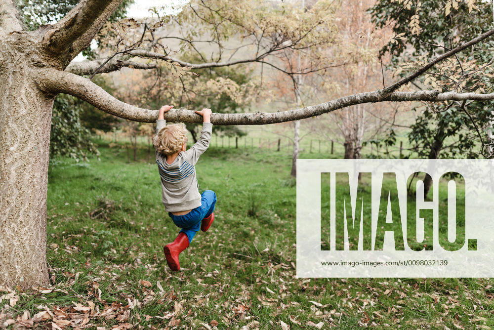 Preschooler swinging from a tree branch in New Zealand Havelock North, Hawke s Bay, New Zealand ,model released, Symbolfoto CR_JUCR200213B-293624-01