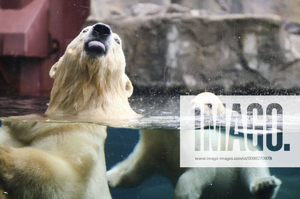 First exit of the still nameless polar bear baby with its polar bear mother Milana into the open-air enclosure at Hannover Adventure Zoo, 20 03 2020 Foto:xU.xFuturexImage