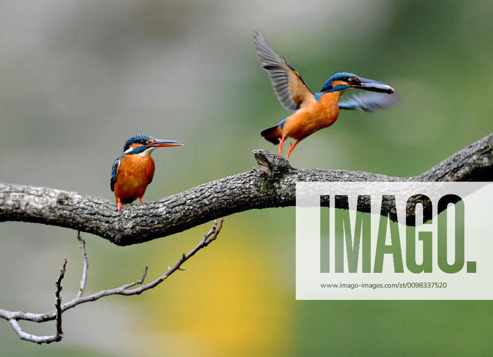 (200322) -- FUZHOU, March 22, 2020 -- Two kingfishers are seen at a park of Fuzhou, capital of southeast China s Fujian Province, March 22, 2020. ) CHINA-FUJIAN-SPRING-KINGFISHERS (CN) WeixPeiquan