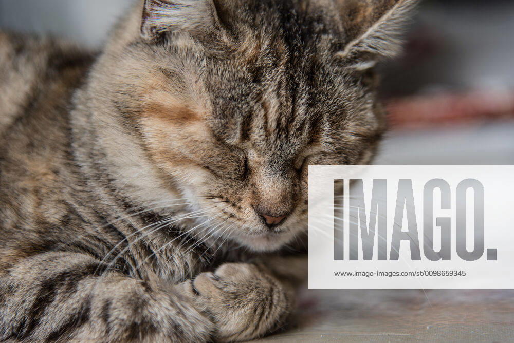 A cat is sleeping. In Nea Artaki on March 16, 2020 A cat is sleeping. In Nea Artaki on March 16, 2020