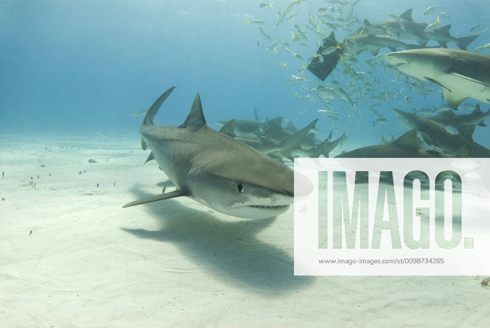 Tiger Shark with Feeding Lemons A tiger shark (Galeocerdo curvier) swims toward the camera as lemon sharks (negaprion brevirostris) eat behind her.