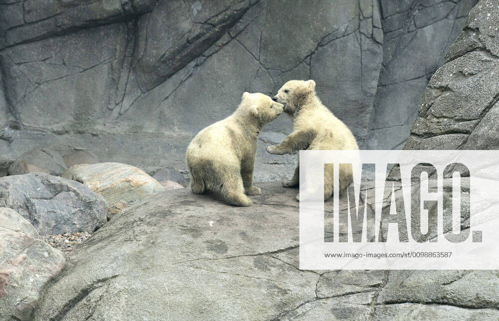 Report from a crowded Aalborg Zoo, Thursday, April 2, 2020 The polar bear Malik is out with his two cubs, an event that would otherwise have attracted a large audience. Denmark,