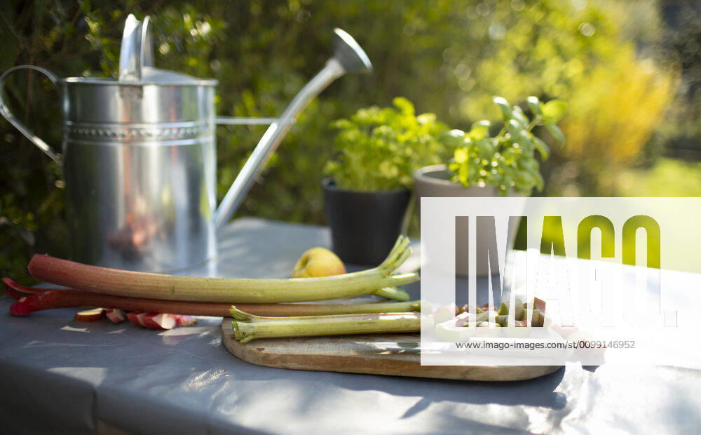 Board with knife and rhubarb on a garden table Bonn Germany