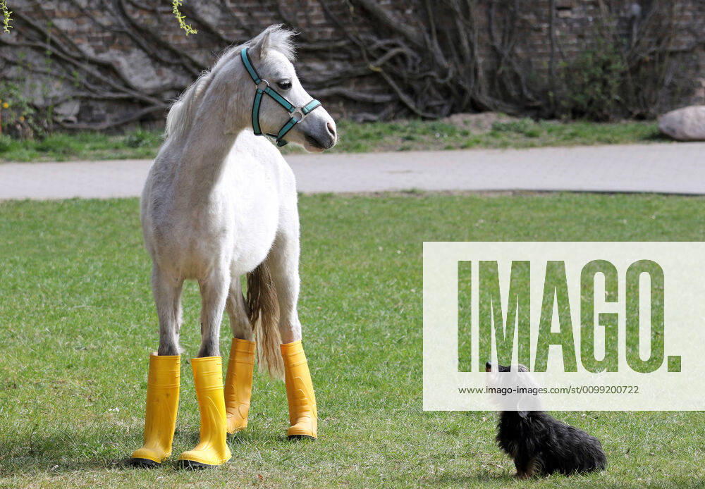 Neuenhagen, Brandenburg, GER Pony in rubber boots waiting for rain outside with his friend the rough-haired dachshund, outdoor shot, Brandenburg, dachshund, german, germany, european, rubber boots, humor, dog, small horse, funny, meteorology, Newenhagen, nobody, pony, QF, landscape, rough-haired dachshund, bizarre, scurrile, animals, animal kingdom, wildlife, dry