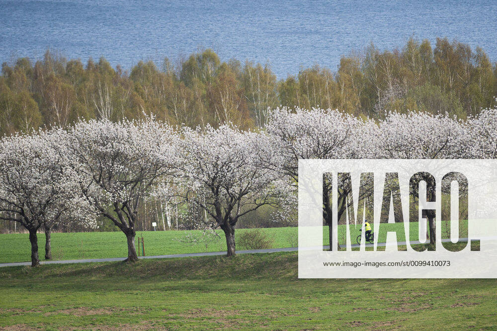 A cyclist rides along the blooming cherry avenue in Jauernick Buschbach, 15 04 2020 Jauernick Buschbach Germany